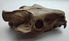 Oreodont Upper Skull Fossil picture
