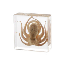 Taxidermy Octopus, Real Octopus Specimens Animal Specimen in Resin for Science picture