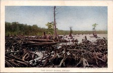 1907 Great Dismal Swamp Postcard Jamestown Exposition Souvenir Virginia NC picture