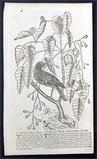 1757 Gents Magazine Original Antique Bird Print of The Purple Gross Beak Bird picture