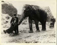 In View Of The Proposed Prohibition Of Training Animals For Public P - Old Photo picture
