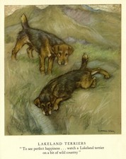 1947 Antique LAKELAND TERRIER Print Vintage Vernon Stokes Dog Art 4129p picture