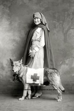 World War I Nurse Rescue Dog PHOTO Red Cross Mercy Dog, Comfort to Soldiers picture