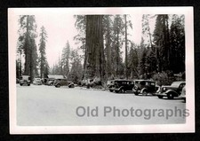 BEAUTIFUL GIANT REDWOOD TREES CLASSIC CARS PARKING LOT OLD/VINTAGE PHOTO- A687 picture