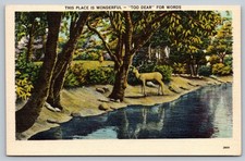 Vintage Linen Postcard Deer by River Scenic Nature Landscape picture