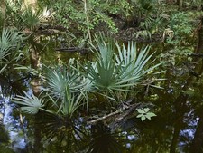 Harleyville South Carolina Audubon Center at Beidler Forest Dwarf Palmetto 2017 picture