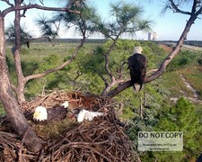 RARE IMAGE OF EAGLES NESTING AT KENNEDY SPACE CENTER - 8X10 NASA PHOTO (AA-192) picture