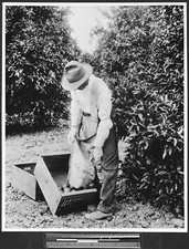 Worker loading boxes with fruit 1900 California Old Photo picture