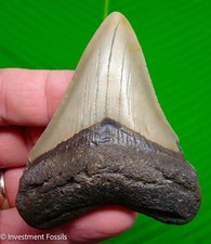 MEGALODON SHARK TOOTH  Real Fossil - 3.29”  Sharks Teeth picture