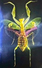 Real 73mm Jeweled Flower Mantis in Clear Lucite Resin Science Education Specimen picture