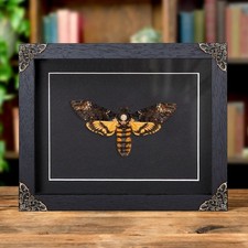 XL Death's Head Hawk Taxidermy Moth in in Baroque Style Frame picture