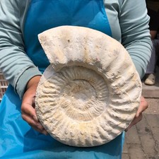 9.74LB Rare Natural Tentacle Ammonite Specimen Healing Madagascar picture