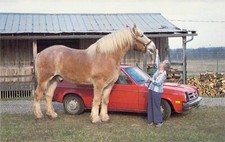 1980 WV Point Pleasant GENERAL Belgian Gelding Horse Named Postcard A99 picture