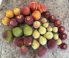36 Vtg Sugar Beaded  Fruit Jeweled Frosted Fruits Peach, Pear, Apple Etc picture