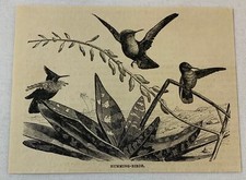 1879 magazine engraving ~ HUMMING-BIRDS picture