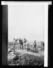 Photo:Hawaiian Islands Ranchers with Horses General View 1910s picture