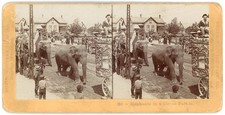WISCONSIN STEREOVIEW - Baraboo - Circus Parade w/Elephants - Northwestern View picture