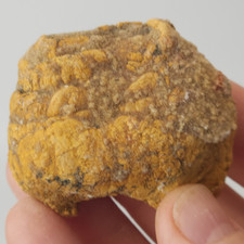 Spiral Coprolite (Fossil Poop) - Large Fish - Kem Kem Beds - Morocco  picture