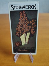 1911 Stollwerck Group 482 Mushrooms Morel picture