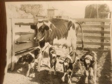 1940s Vintage Press Photo Cow Birthed 4 Calves ODD Historical picture