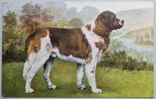 St. Bernard Dog Postcard Jamestown NY 1909 Posted T.H.E.L. Series 1014 picture