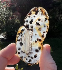 Linus Pauling Collection: AAA Montana Moss Agate Slab, 24.82g, Sliced Slab rough picture