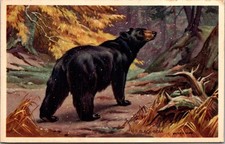 BLACK BEAR animal ART c1951 Postcard picture