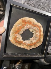 XL Imperial Kentucky Agate Specimen -Stabilized/Polished Slab Shadow Box Display picture