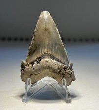 Near 2” Angustiden Summerville Shark Tooth Rare South Carolina picture