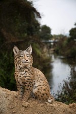 Hi-Line Gift Ltd. Sitting Bobcat Statue, Yellow and Black picture