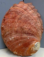 VTG California Red Abalone Shell 7.75”Large Natural Specimen Coastal Ocean Decor picture