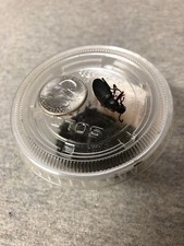 16 Dried King Mealworm Beetles picture