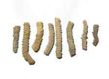Pennsylvanian Undescribed fossil worm tube Sponge Bed Graford Fm Texas 1 per bid picture