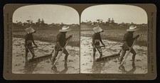 Shizuoka Japan 1900s Japanese Men Drawing Harrow Rice Fields Stereograph picture