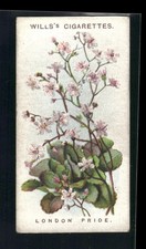 1913 Wills's Old English Garden Flowers 2nd series #23 London Pride picture