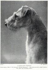 Lakeland Terrier 