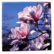 Handmade Pink Magnolia Ceramic Tile Wall Art Decor Floral Nature Design 6x6 picture