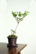 5.7in Chinese Vintage Yixing Zisha Clay Planter, Handmade Mini Tree Bonsai Decor picture