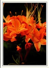 Blooms Of The Flame Azalea Varying From Yellow- Orange Vintage Postcard TP13-21 picture