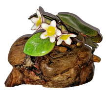 Vtg Norman Brumm Folk Art Enamel Jasmine? Flowers & Leaves Sculpture Burl Wood picture