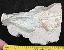 Oreodont Cranium in Matrix, Fossil, Eporeodon major, Badlands, S Dakota, O1643 picture