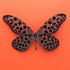 Real mounted Giant Tree Nymph butterfly - Idea lynceus - A1 picture