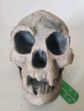 Homo Floresiensis Hobbit Skull High Precision Replica picture