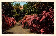 Azalea Walk Wormsloe Gardens Savannah Georgia 1942 Postcard picture