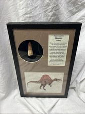 Large Spinosaurus Tooth Fossil  Genuine Prehistoric Dinosaur Specimen Framed picture