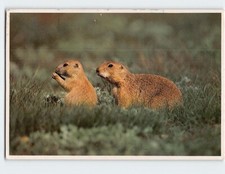Postcard Blacktailed Prairie Dogs picture