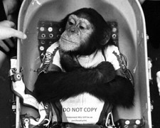 HAM THE CHIMP BEFORE LAUNCH TO SPACE ON JANUARY 31, 1961 - 8X10 PHOTO (AA-984) picture