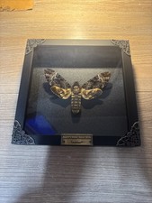 XL Death's Head Hawk Taxidermy Moth in in Baroque Style Frame picture