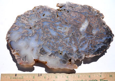 CROOKED RIVER / PAULINA, OREGON 10 X 6 INCH SLAB WITH WOOD BRECCIA, BLUE COLOR picture