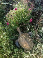 Vintage Brass Turtle 🐢  Decorative Sealife Figurine~Animal Decor ~ picture